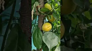 appricots .... #beats #music #dance #anime #fruit #bass #applianances #gardenpest #farming #leaf