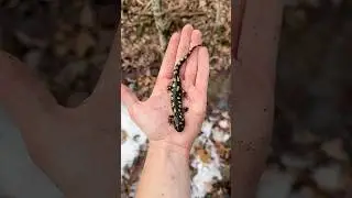 Gorgeous Spotted Salamander in the Snow!