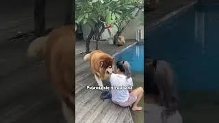 Alaskan Malamute.🐶