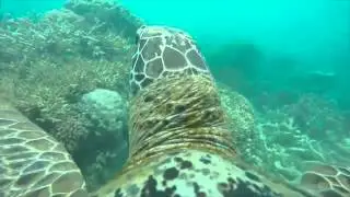 New WWF conservation project reveals amazing turtle's eye view  of the Great Barrier Reef
