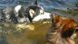 The Alpha Pack  - 