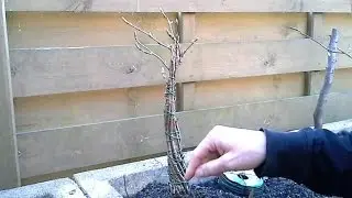 Acer Campestre Fusion Bonsai 1
