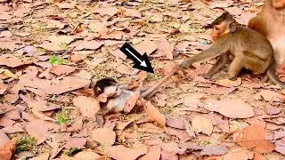 FUNNY AND SURPRISE || BIG MALE MONKEY DRAGGED BABY MONKEY VIKKI || VIKKI WONDER AND PAY ATTENTION