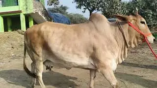 Cow 🐄 for sell in chausa buxar Bihar se viral videos S pandey 9155472296
