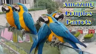 PARROTS EXHIBITION IN HONG KONG