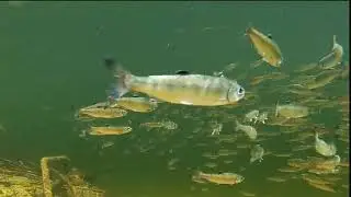 Providing Fish Passage:  Squamish Estuary and Branch 100