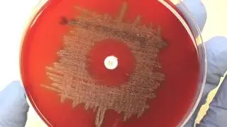 Microbiology - Optochin