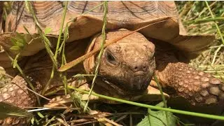 Sulcata Tortoise and Morelets Crocodile Enclosure!