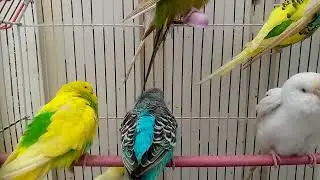 Australian beautiful bird's sounds 