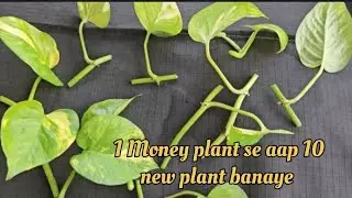 Денежное дерево / 3 способа размножения растения Pothos