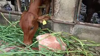 Mineral block for cattle 