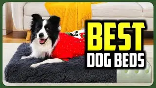 ☑️ Top 5 Best Dog Beds of 2025 : Who wins in 2025 ?..😍✨