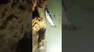snakehead fish | catfish | tank setup | morning vibes #snakehead #catfish #tanksetup