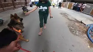 Max the German Shepherd under attack from street dogs 202202113