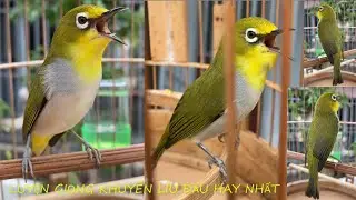 khuyên líu đấu hay giọng chòe than | Luyện giọng khuyên líu đấu căng lửa thi đấu | Khuyên líu hay