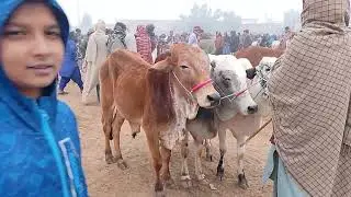 Nawabshah ki maveshi mundi updates sasti mundi