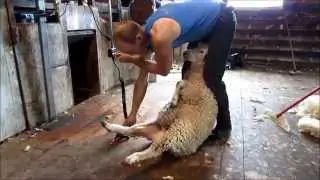 Shearing with Handypiece Pro