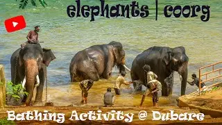 Elephant Whisperer's  Bathing Activity with Raghu  at  Dubare Elephant Training Camp | Coorg Tourism