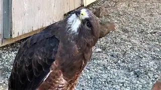 West Coast Falconry