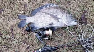 memburu ikan kuku/seabream di sungai kg mangkuk.episod 17
