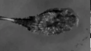 Cuttle Shuttle Analysis - Cropped and Aligned: Scar, Day 08, Tentacle Shot 03