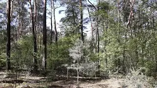 Forest [1] [Relaxation Nature Sounds] [Full HD]
