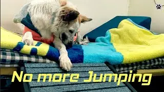 Pet Ramp for  Senior dogs 🐾 | Unboxing,Setup & Demo with Sara|Sara&rsquo;s First Reaction 🐕| Honest Review