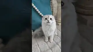 cat 🐈, kitten 🐾 Cashmere / Кашемір