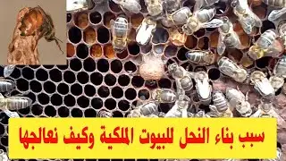 سبب بناء النحل للبيوت الملكية وكيفية التخلص منها
