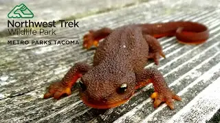 The Forbidden Newt...Lick And You Die