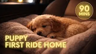 Long Distance Puppy Travel Music 🚗 90 Minute Calming Sound for Car Rides & Road Trips