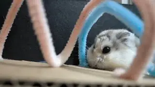 Hamster Maze LIVE 🐹✨ Watch the tiny explorer in action!
