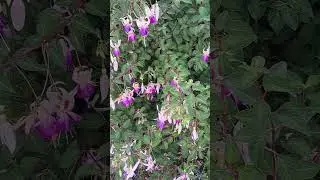 Fuchsia Delta's Sarah Flowers #fuchsia #garden #shorts #flowers
