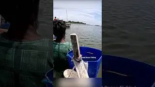 Maida Bait Rod Fishing 🎣 | Catching Big Mullet Fish in River Triple Hook Setup Fishing  #fishing