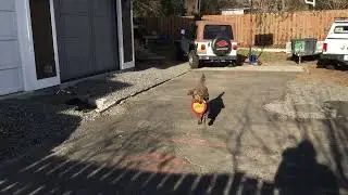 Cooper getting air time for Frisbee 
