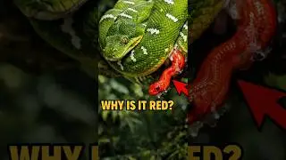Green Snake Gives Birth to RED Baby?! 😱 #shorts #snake #wildlife #nature #emeraldtreeboa #reptile