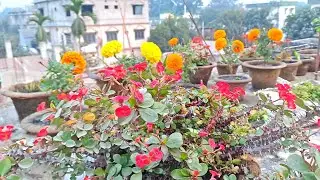 Gardening #plant #minivlog #ambikaability #weekendDay #specialday #natural beauty #Gardening #home 