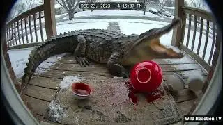 Animals Reacting to Spicy Noodles on Ring Cam #1 | Funny CCTV