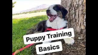 Teaching a 9 week old puppy basic obedience