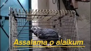 African gray parrot talking parrot healthy active #parrot#comedyvideo 