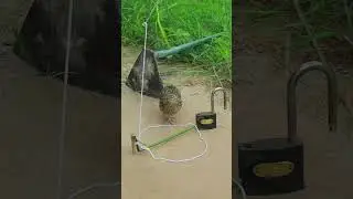 Easy quail trap DIY #shortvideo #youtube #youtubeshorts