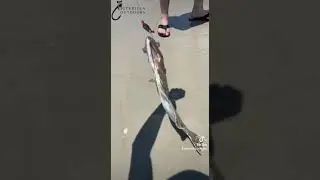 PB Flounder! #guerrillaoutdoors #youtubeshorts #shark #flounder #funny #comedy