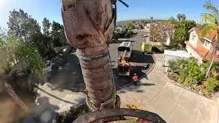 Remocion De Coco Plumoso con Espuelas / San Diego CA