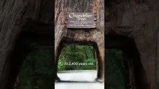 Epic Leggett Drive-Thru Tree Experience | Hello Kimmay