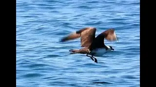 Parasitic Jaeger | Migratory Seabird | Breeds in Northern Hemisphere