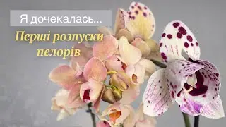 Нарешті дочекалась…перші РОЗПУСКИ пелорів😍#orchid #орхидея #орхідеї #цветущиеорхидеи #обзорорхидей