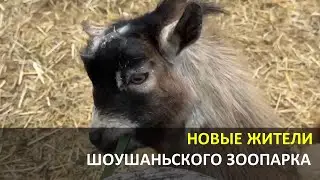 Новые обитатели Шоушаньского зоопарка