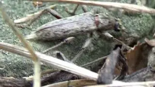 Thick Legged Flower Beetle