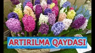 Tulpan (Zanbağ) və  Hiasintin (Sünbülün) artırılma qaydası. Çox sadədir. Bunu siz də edə bilərsiz.