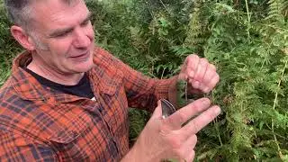 Autumn Seed Search - collecting Rowan berries